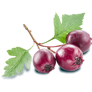 Estratto di biancospino